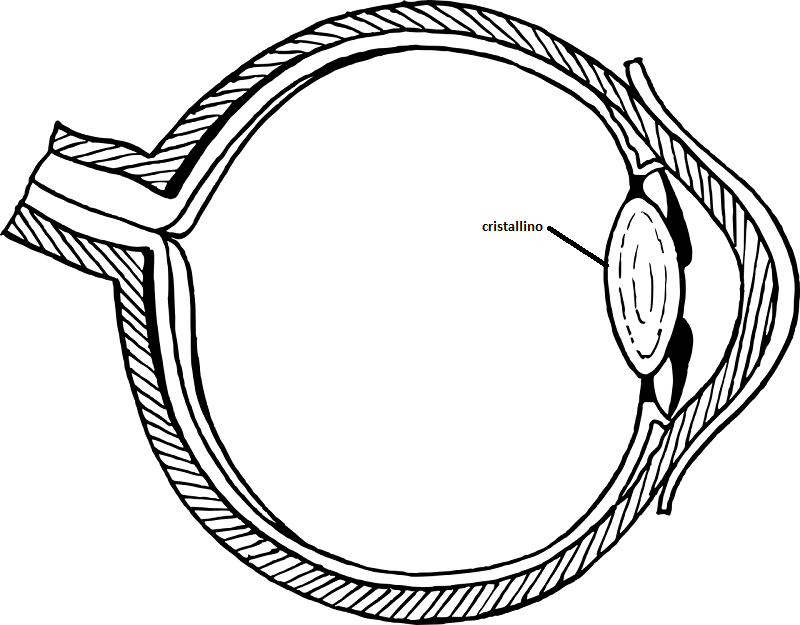 cristallino occhio